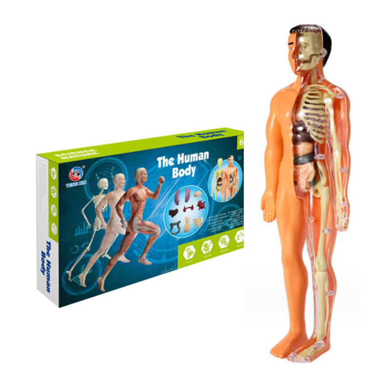 3D Anatomy Skeleton Model toy