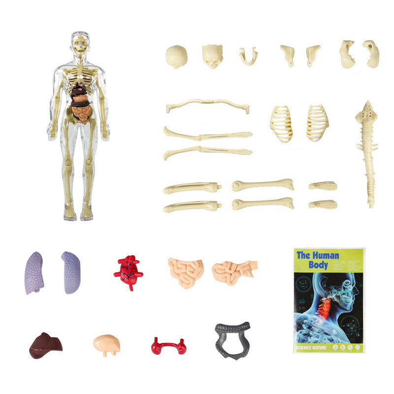 3D Anatomy Skeleton Model toy