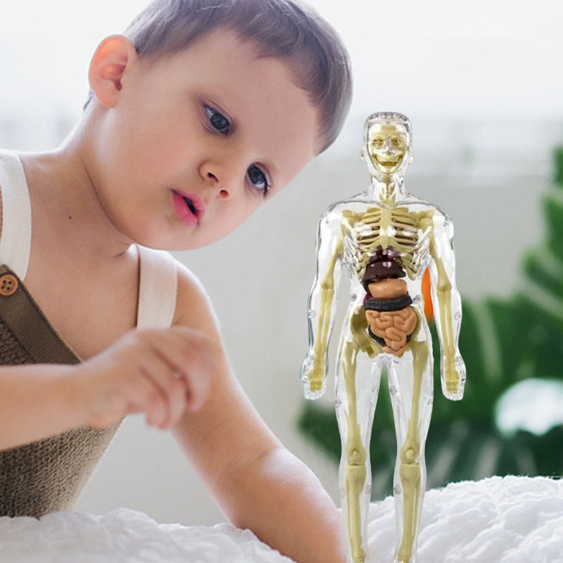 3D Anatomy Skeleton Model toy