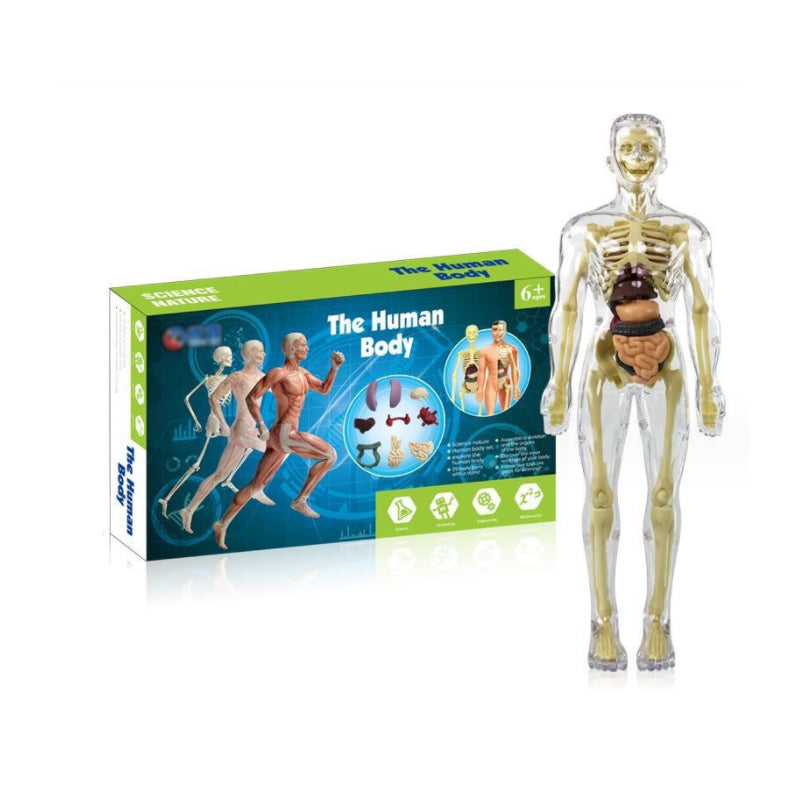 3D Anatomy Skeleton Model toy